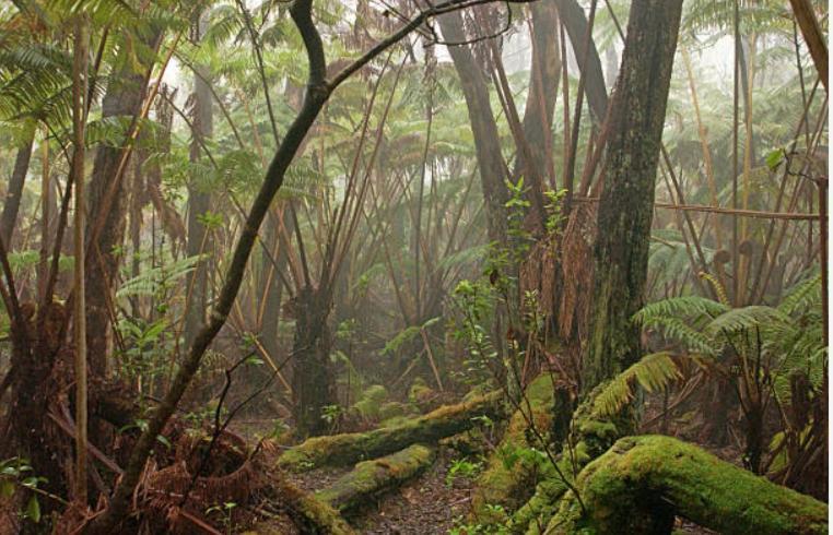 Volcano One - Modern Studio With Lanai Near Volcano National Park エクステリア 写真